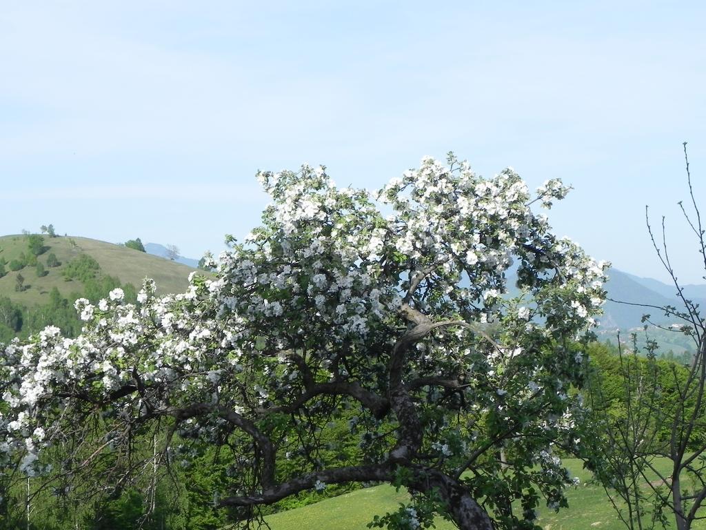 Pensiunea Tabacaru Peştera Exterior foto